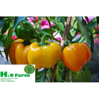 Hạt Giống Cây Ớt Chuông Quả Đỏ Vàng Xanh - H2O FARM
