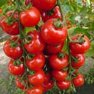 50 hạt giống cà chua bi chùm sai quả