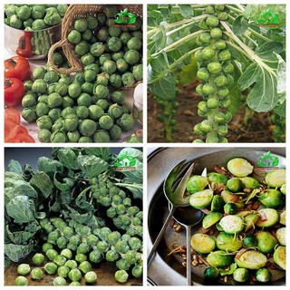 Hạt giống Bắp cải tí hon (Gói 0.5gr)
