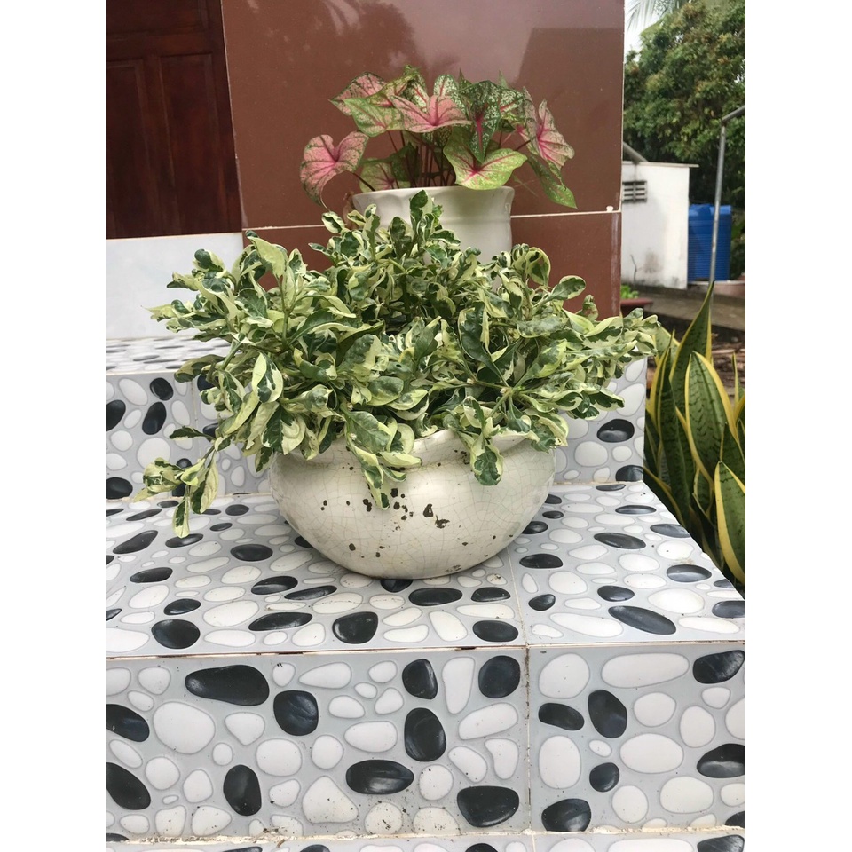 Cây Cẩm Thạch Phát Tài, Trí Mang Nhiều May Mắn, Tài Lộc Cho Gia Chủ