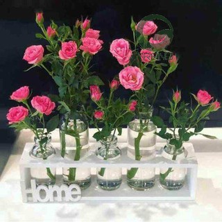 Set 5 lọ thủy tinh cắm hoa kèm kệ gỗ sang trọng