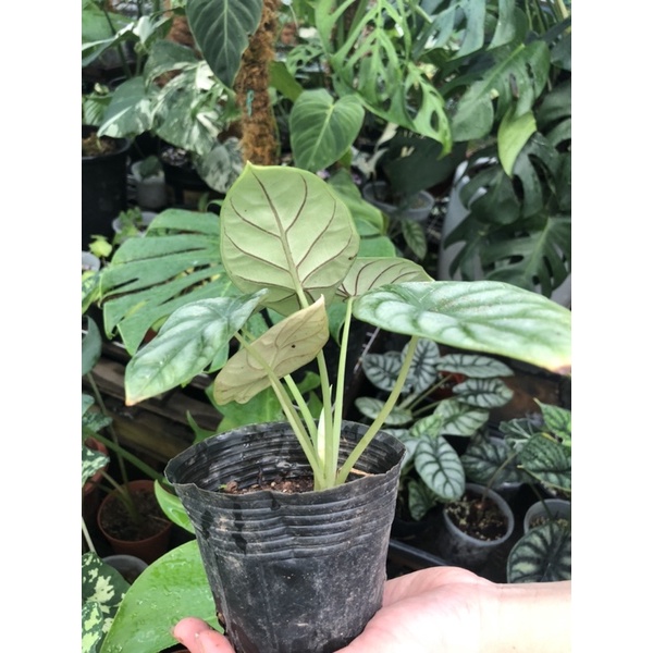Alocasia Silver Dragon cây kiểng lá môn rồng bạc