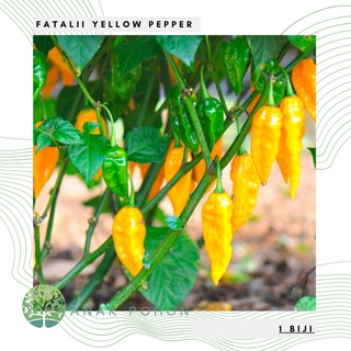 Hạt ớt vàng Fatalii 15h