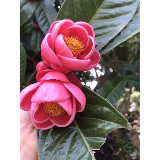 cây hải đường cao 70-80cm