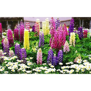 Hoa đậu Lupin