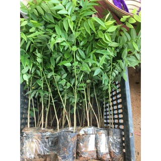 cây giống sưa đỏ