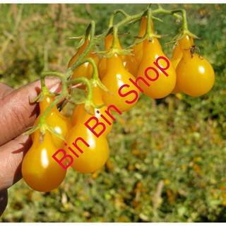 HẠT GIỐNG CÀ CHUA QUẢ LÊ VÀNG gói 30 hạt