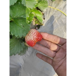 5 cây dâu tây chịu nhiệt quả ngọt