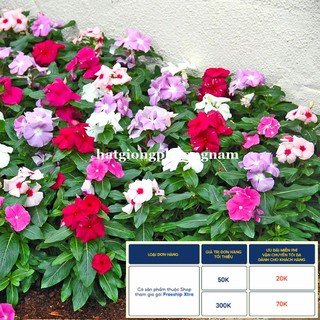 50H - HẠT GIỐNG HOA DỪA CẠN ĐỨNG