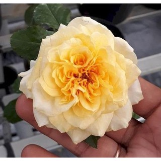 [Hoả tốc HCM] Hồng bụi Beatrice Rose size chậu C10