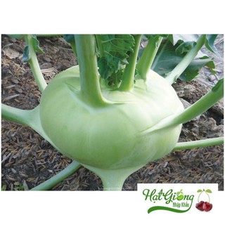 hạt giống xu hào xanh 200 hạt (su hào) LINH NGOC