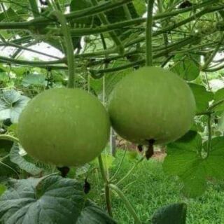 5 hạt giống bầu tròn