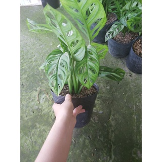 Trầu bà lỗ (ảnh thật)
