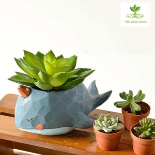 Chậu cây cá voi xanh - tiểu cảnh - trang trí