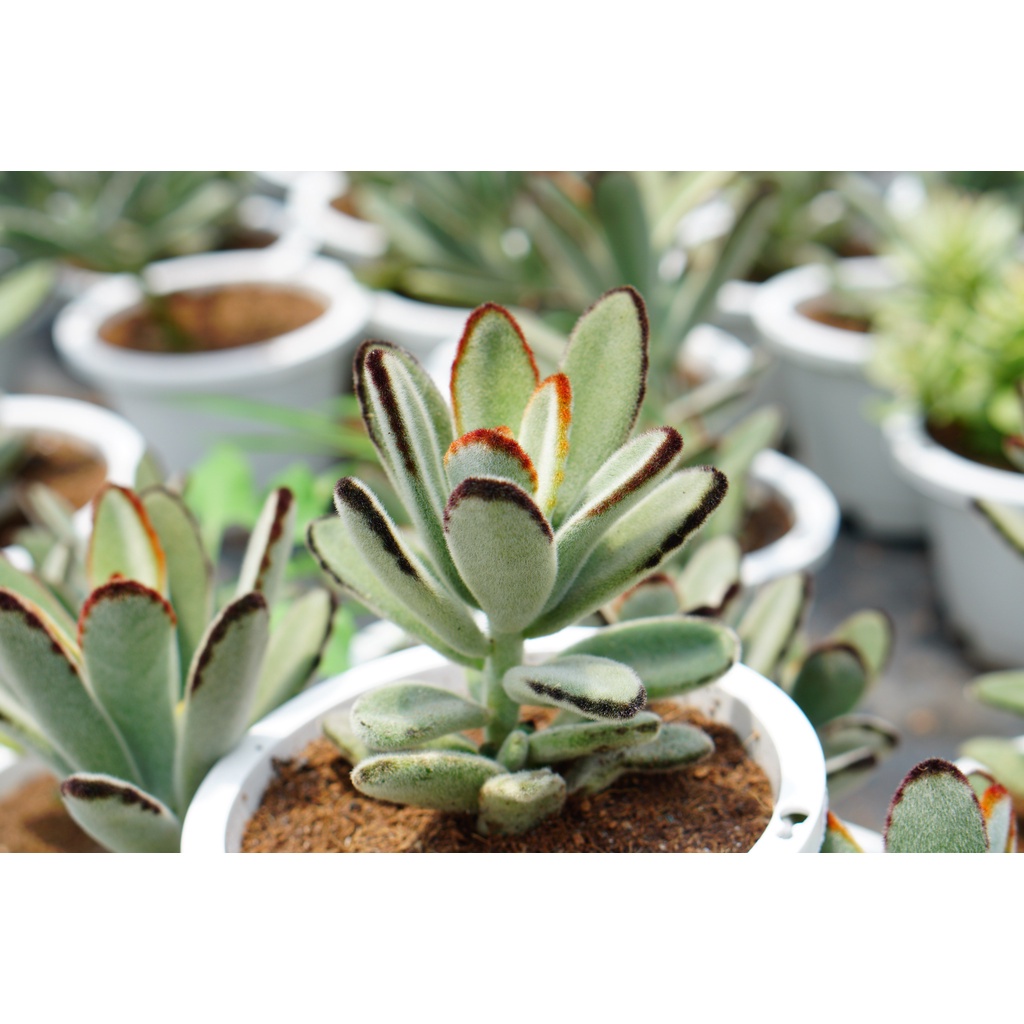 Sen Đá Nhung Lông Đen chậu lớn, siêu cute, dễ trồng, Hàng Đà Lạt, Lỗi 1 đổi 1