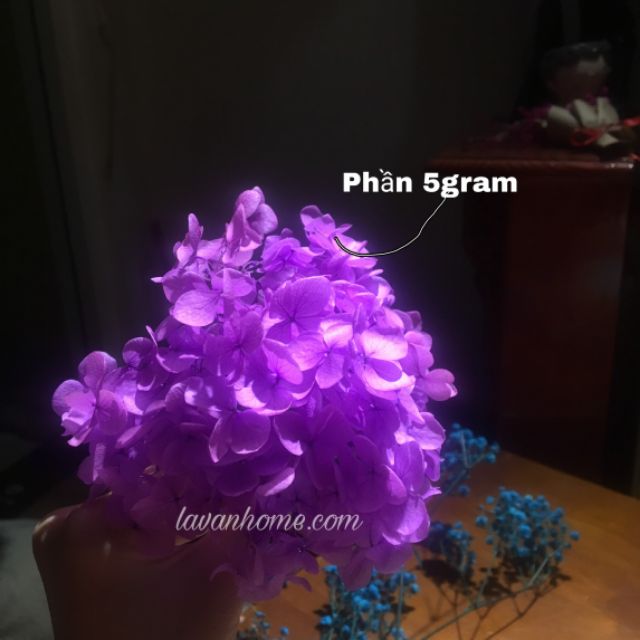 Hoa khô cẩm tú cầu ướp - decor, cắm trang trí, làm resin, chụp hình sản phẩm, làm tranh, trang trí thiệp