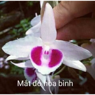 Chai giống hoa lan phi điệp (giả hạc) Hòa Bình mắt đỏ