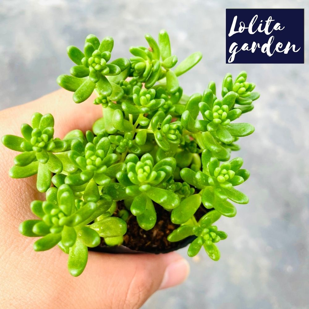 Sen đá sedum kẹo Đà Lạt size bé cây cảnh trang trí nhà cửa Lolita garden