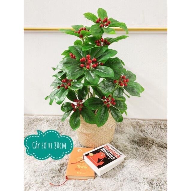 Cây sơri cao cấp 80cm kèm chậu siêu đẹp - cây giả