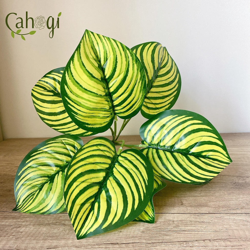 Cây Nhựa Đuôi Công Lá Vàng Gân Xanh
