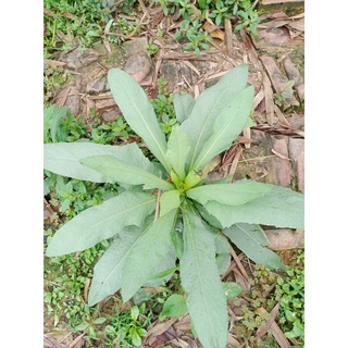 Cây hoa lộ vy(2 cây)