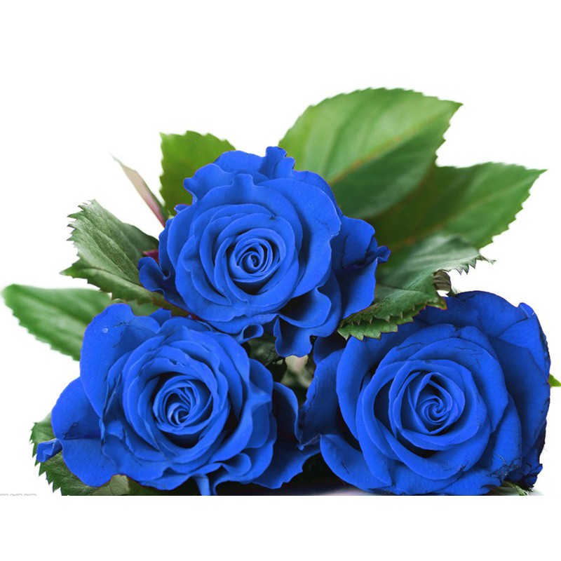 Hạt giống hoa Hồng Xanh (Blue Rose)