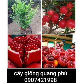 Lựu đỏ ấn độ