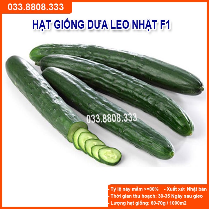 Hạt giống Dưa Leo Nhật F1 (VA.66) – 1gram - Dưa Siêu Quả