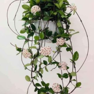 Lan cẩm cù