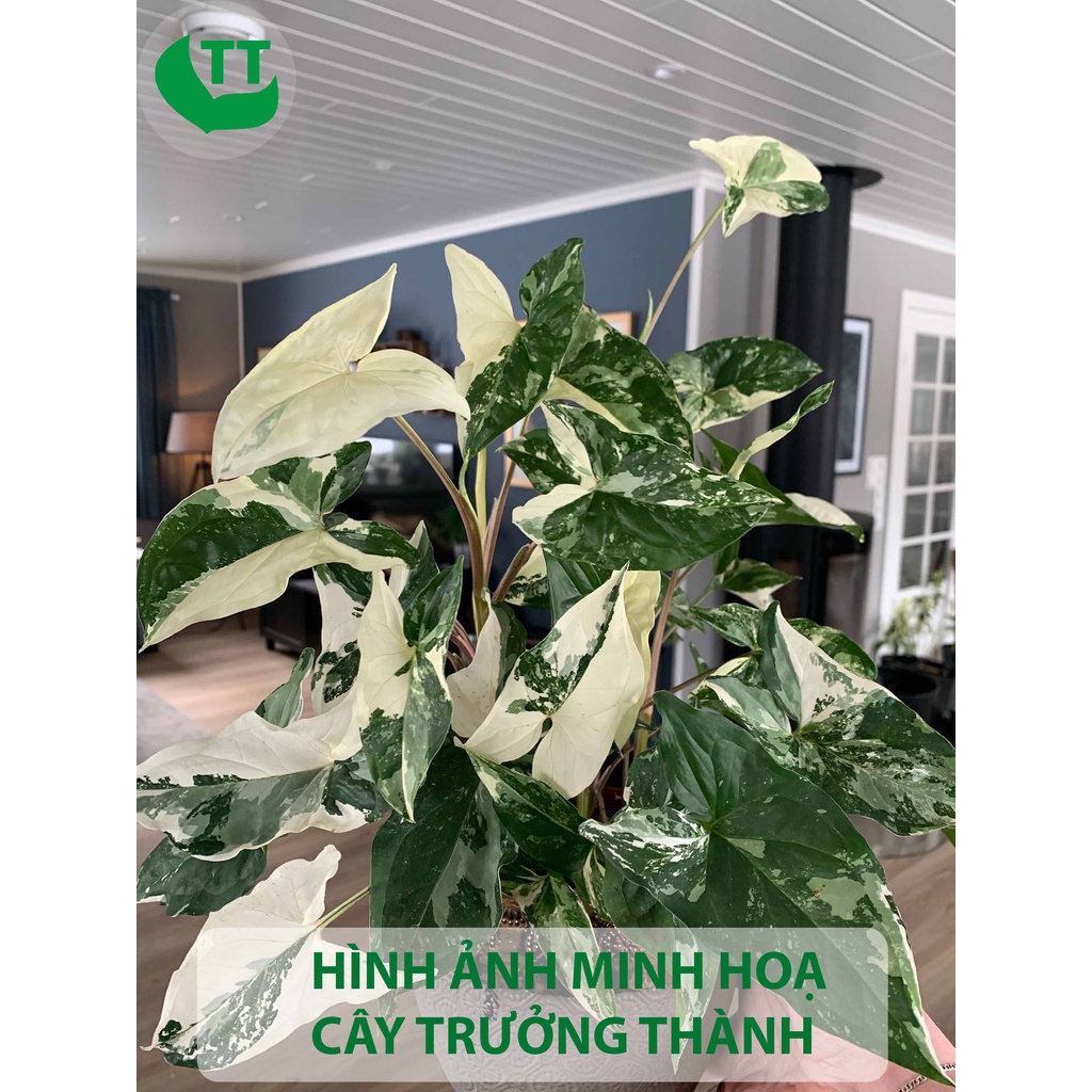 Tróc bạc Syngonium Podophyllum Albo Variegata hàng giống trồng trong nhà ngoài trời trồng sân vườn decor trang trí