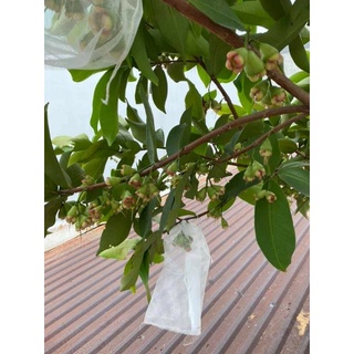 Cây 🌲 Mận An Phước...Roi đỏ cây  cao 1m6