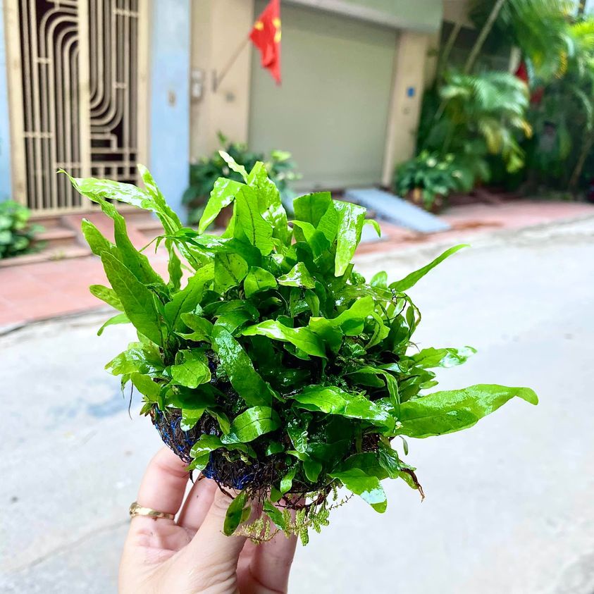 Cây thủy sinh dương xỉ Mỹ Nhân bụi tròn