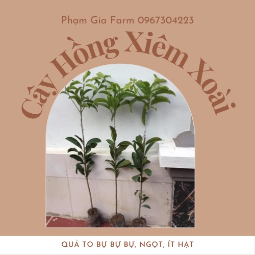 Cây giống hồng xiêm xoài trái to bự, ngọt, ít hạt