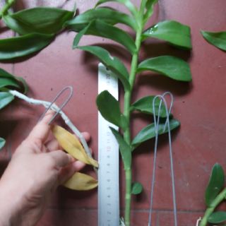 Phi điệp den mento