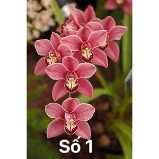 Củ Hoa Địa Lan Luân Sỉ 5k( set 5 củ to)