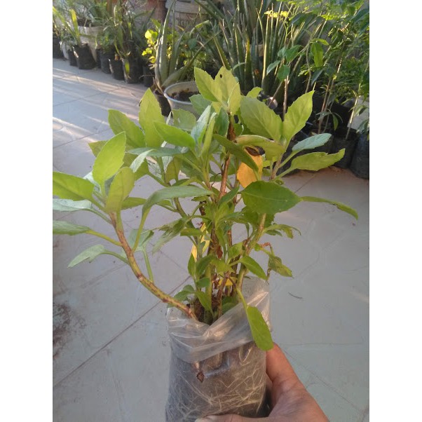 Cây Rau bầu đất (freeship)
