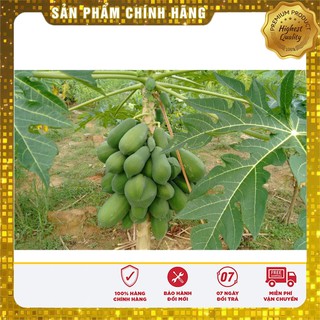 Hạt giống Đu Đủ Lùn 5 Hạt [Bán Sỉ]