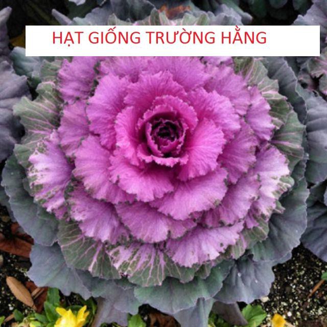 Hạt giống Bắp cải hoa hồng Mỹ - 10 hạt