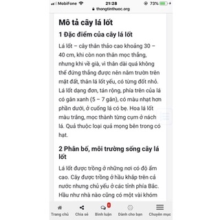 Chậu nhựa lá lốt