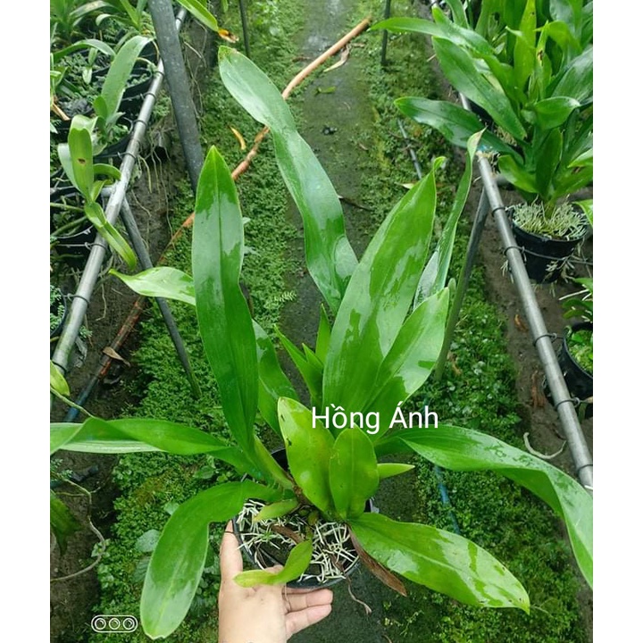 Chậu vũ nữ Hoàng hậu xanh cốm ✌bao xanh bao khoẻ✌