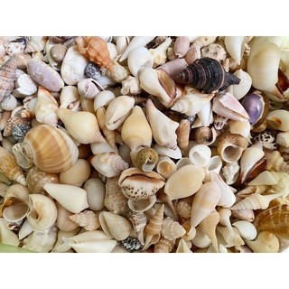 Vỏ ốc mix 100gr