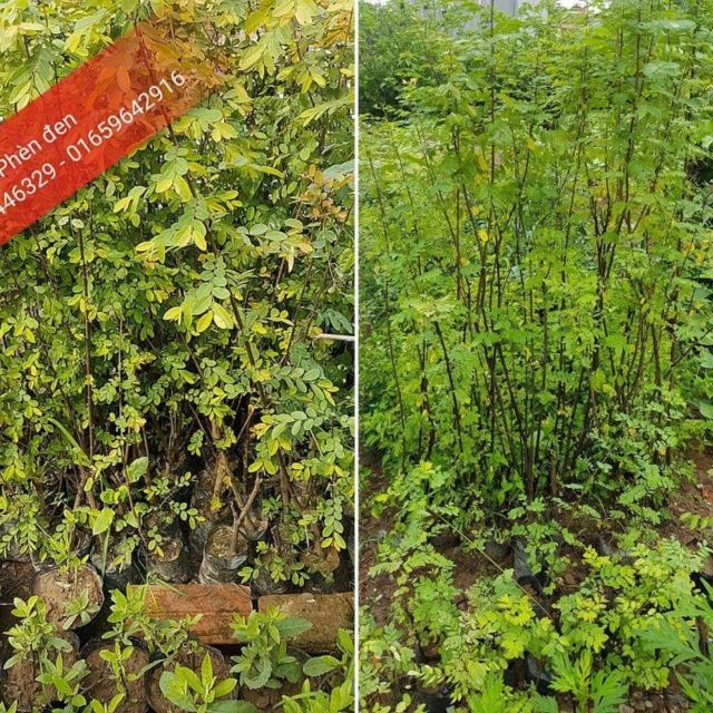 💙Cây giống phèn đen đa tác dụng - MUA 1 TẶNG 1