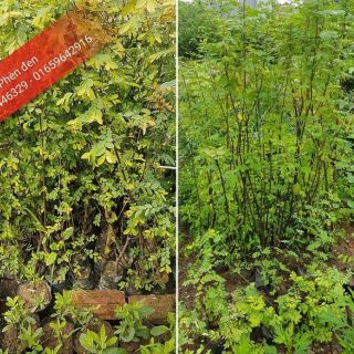 💙Cây giống phèn đen đa tác dụng - MUA 1 TẶNG 1