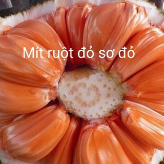 CÂY GIỐNG MÍT RUỘT ĐỎ SƠ ĐỎ