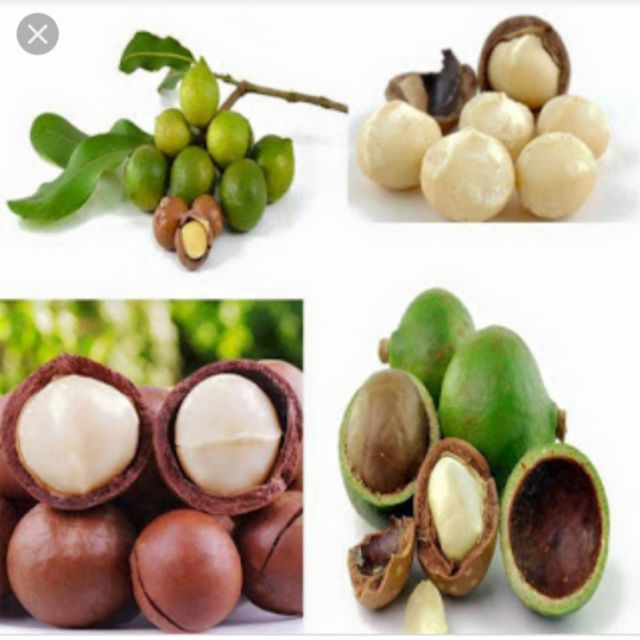 Com sỉ 5 Kg Măc ca Đăk Lăk