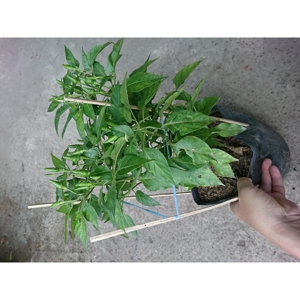 Cây ớt hiểm - cây cảnh sân vườn - caykiengsadec