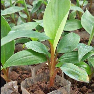 Cây Giống Chuối Đỏ Cấy Mô Siêu Sớm (Chuẩn Giống Cây Trồng)