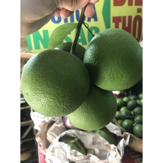 Cam xoàn bến tre.50k 1kg