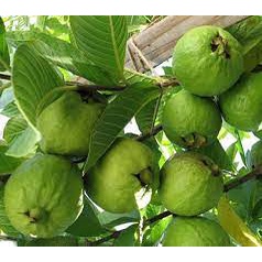 Cây giống ổi tứ quý ( ổi 4 mùa - ổi đông dư - siêu trái )