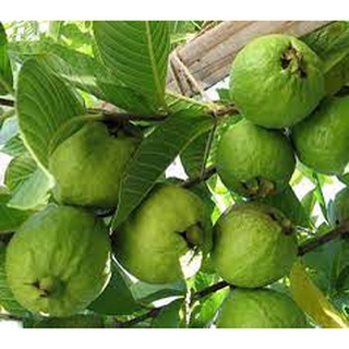Cây giống ổi tứ quý